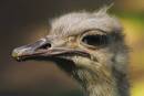 OstrichPortraitgettingmessy.jpg