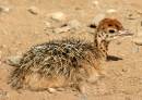 Ostrich_Chick.jpg