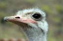 Ostrich_Portrait.jpg