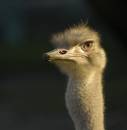 Ostrichcloseup.jpg