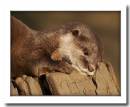 Otter1.jpg