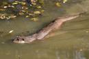 Otter4.jpg