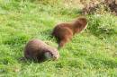 Otter_Cubs.jpg