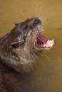 Otter_yawning.jpg