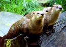 Otters_10_Correction.jpg