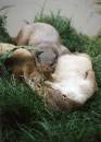 Otters_3.jpg