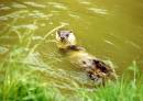 Otters_8.jpg
