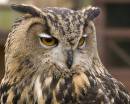 Owl4.jpg