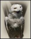 Owl6.JPG