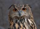 Owl7.jpg