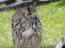 Owl_1.JPG