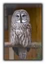 Owl_11.jpg