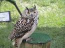 Owl_2.JPG