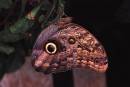 /gallery/data/513/thumbs/Owl_Butterfly_Caligo_illioneus_.jpg