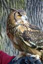 Owl_on_Glove.jpg