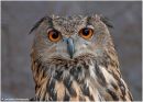 Owl_wpf.jpg
