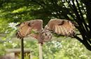 Owls_in_the_Woods1.jpg