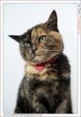 Oxford_Animal_Sanctuary-22.jpg
