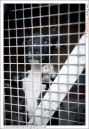 Oxford_Animal_Sanctuary-57.jpg