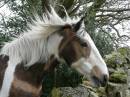 /gallery/data/513/thumbs/P1060444_1024_x_769_.jpg