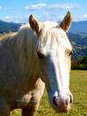 P9047835_horse_2_resize.jpg