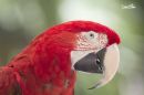 PARROT_WM_RS_0002.jpg