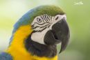 PARROT_WM_RS_0003.jpg