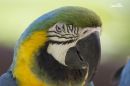 PARROT_WM_RS_0004.jpg