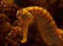 PacificSeahorseHippocampusIngens.jpg