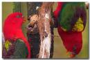 Parrots1.jpg