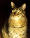 PatrickHenry26May2011sx.jpg
