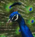 Peacock5.jpg
