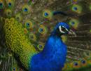 Peacock9.jpg