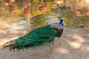 Peacock_and_Flamingos_2_JRD5749_psadj.jpg