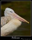 Pelican1.jpg
