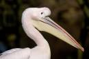 Pelican_cc_.jpg