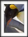 Penguin-1.jpg