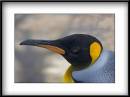 Penguin-2.jpg