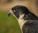 PeregrinePortrait.jpg