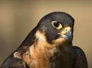 PeregrinePortrait2.jpg