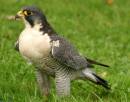 Peregrine_Falcon1.jpg