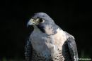 Peregrine_Falcon_.jpg