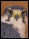 Peregrine_Falcon_1.jpg