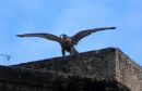 Peregrine_Falcon_Falco_Peregrinus_2.jpg