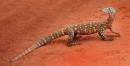 Perentie_Lizard.jpg