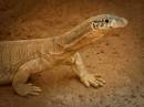 Perentie_Lizard_close_up.jpg