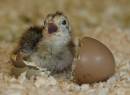 Pheasant_Chick_2.jpg