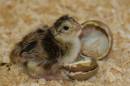 Pheasant_Chick_copy.jpg