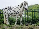 Piebald.jpg