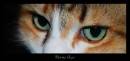 Piercing_Eyes.jpg